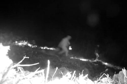 Yaban keçisi avlayan şahıslara rekor ceza!