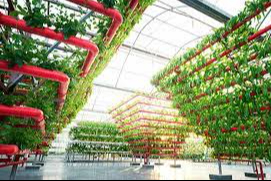 Tarımda Bir İlk: Bu Serada Topraksız Tarım Uygulanıyor