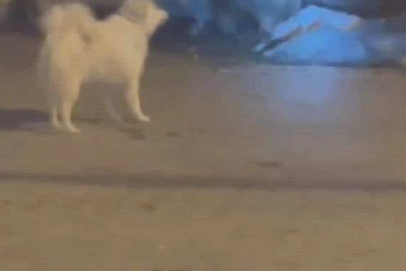 Kış uykusundan uyandı, çöpleri böyle devirdi