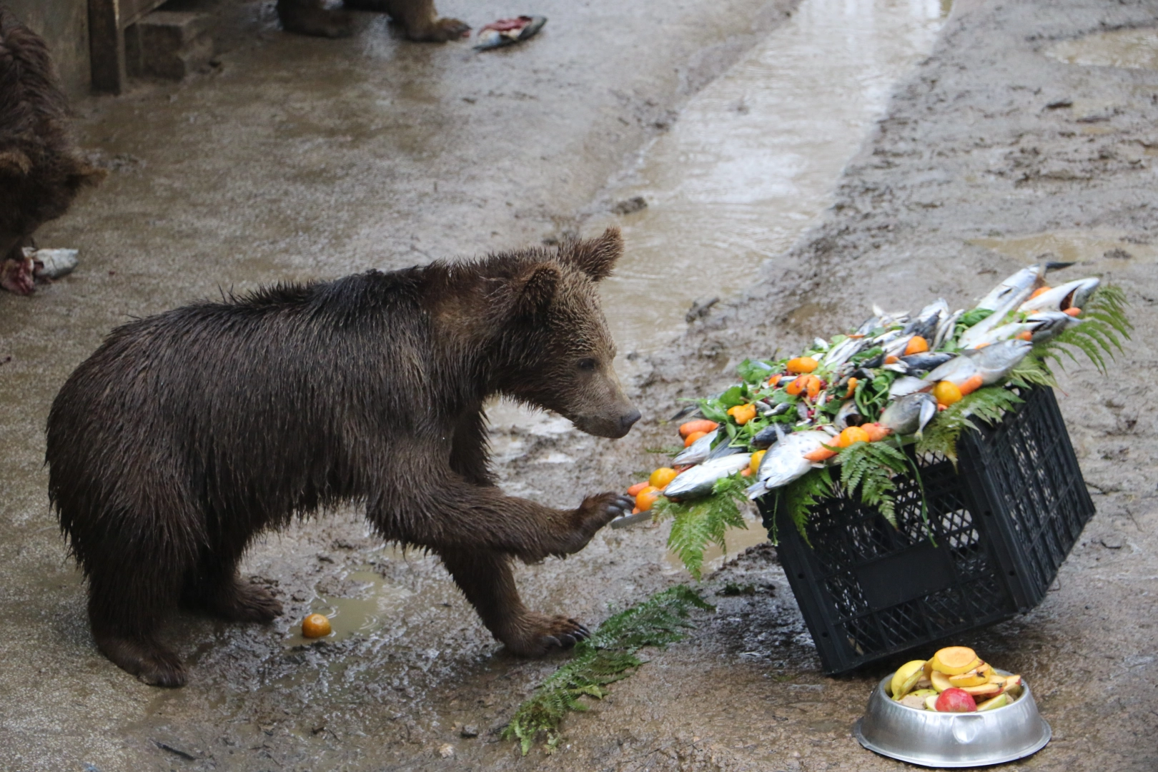 Yavru ayılara doğum günü sürprizi