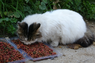 Geri dönüşüm atıkları sokak hayvanlarına mama oldu