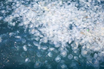 Akdeniz'deki göçmen denizanası tehlikesi! Uyarılar artıyor