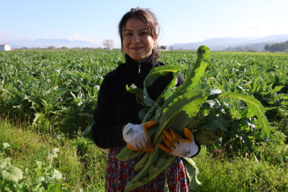 Yeşil elmas ’enginar’ tarlada 20, tabakta 400 lira