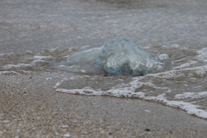 Denizanası istilası devam ediyor