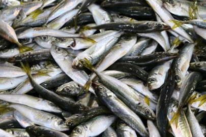 'İstavrit avcılığı yasaklansın' çağrısı