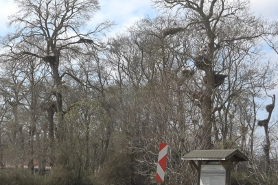 Leylek Ormanı şenlendi: 7 bin kilometre uçup geldiler