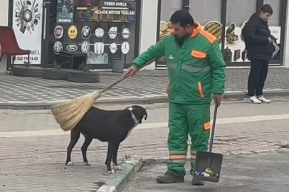 Sokak köpeğinin sırtını süpürge ile temizleyen görevli yüzleri gülümsetti