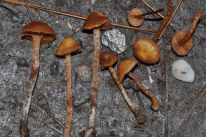 Keşfedilen Ölümcül Mantar