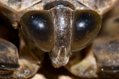 Türkiye'yi Sarsan Tehlike: Ayak Parmakları Yiyen Böcek İstilası!