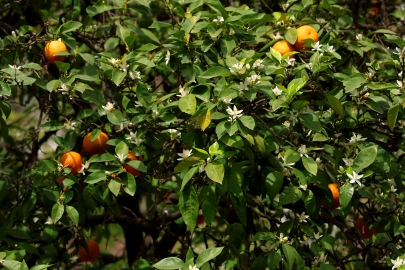 Narenciye Çiçeği Kokusu Her Yerde