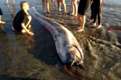 Büyük Deprem Habercisi 'Kıyamet Balığı'  Ortaya Çıktı!
