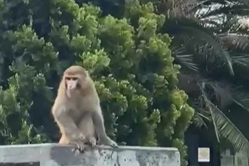 Başıboş Maymun Şaşkınlığı: Vatandaşlar Ne Yapacağını Şaşırdı