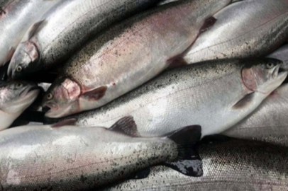 Karadeniz somonu 300 yerine 120 liradan satılıyor