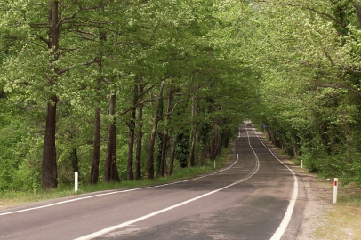 Safranbolu'daki ağaç tüneli hayran bırakıyor