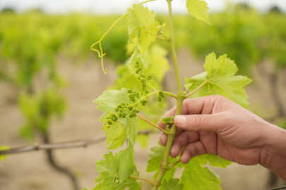 Mildiyö Hastalığına Dikkat!