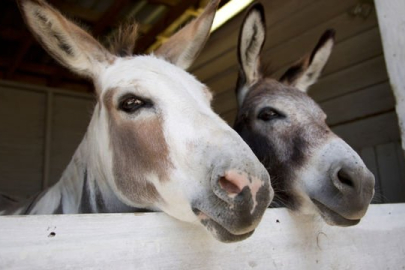 Eşek sütünün faydalarını biliyor muydunuz?