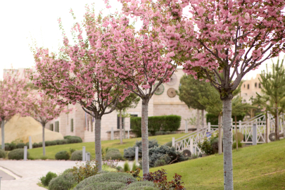 Kapadokya’daki Sakuralar görsel şölen oluşturdu
