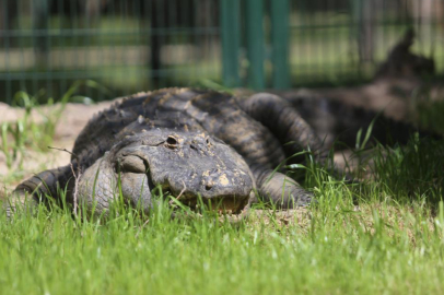 Bursaspor’un maskotu Bursa Hayvanat Bahçesi’nde görücüye çıktı