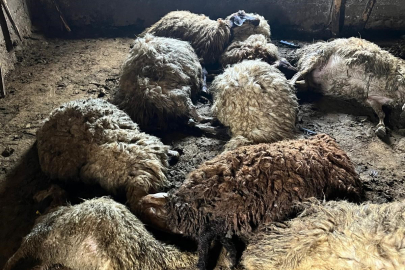 Ahırda havasız kalan 140 koyun telef oldu