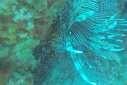 Denizlerimizde istilacı tür tehdidi: Tehlikenin yeni adı 'aslan balığı'