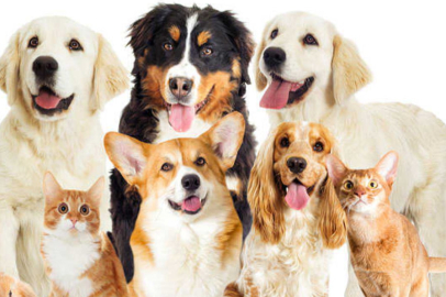 Evde Hayvan Beslemenin Günah mı, Abdesti Bozar mı?