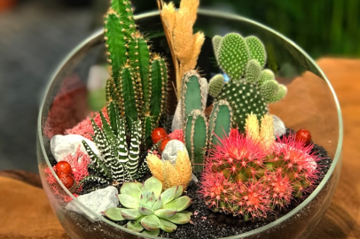 Kaktüs Bitkisinin İlk Kez Duyacağınız Faydaları