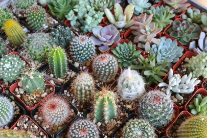 Evde Kaktüs Yetiştirmenin Sağlık ve Dekorasyon Üzerindeki Etkileri