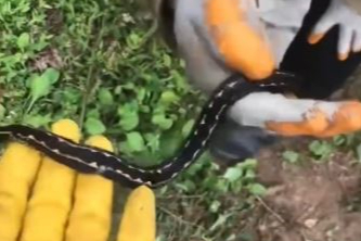 Dünyanın En Zehirli Yılanları Arasında Gösterilen Hopa Engereği Rengi ve Tüyleri İle Dikkat Çekiyor