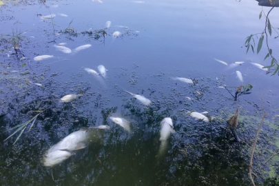 Nilüfer Çayından Zehir Akıyor