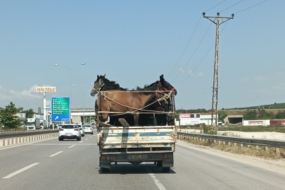 Trafikte Kamyonetin İçini Görenler Şaşkına Döndü