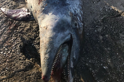 Kemer'de Ölü Yunus Balığı Sahile Vurdu