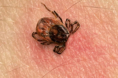 Kene Isırıkları ve Zehir Tehlikesi: Nasıl Ayırt Edilir?