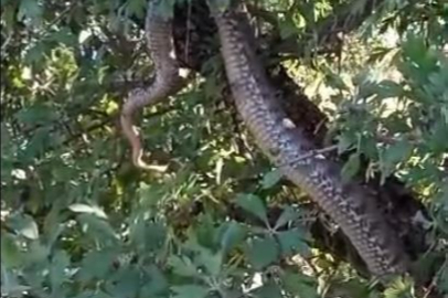 Devasa Yılanı Görenler Gözlerine İnanamadı!