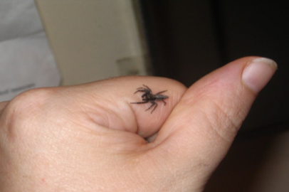 Örümcek Isırığı Korkutucu Olabilir! İşte Hızlı ve Etkili Müdahale Yolları