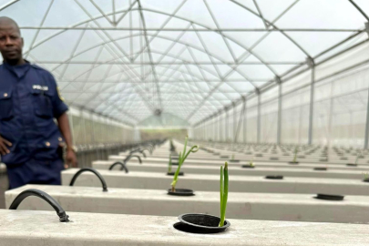 Afrika’da Bir İlk Bursa Ürünleri Yetiştiriliyor 