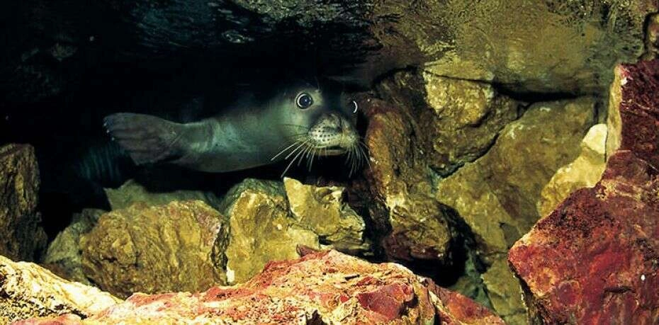 Akdeniz foku yavrularına 'mağara turu' tehdidi