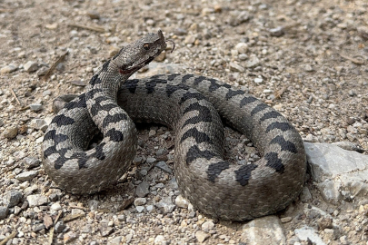 Isırdığında Öldüren Yılan Türü Bolu’da Görüntülendi