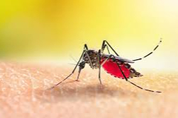 Evde Doğal Yöntemlerle Sinek ve Böceklerden Kurtulun: Kolay ve Etkili Tarifler