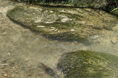 Valilik Uyardı, O Akarsuda 15 Gün Balık Tutmak Yasaklandı