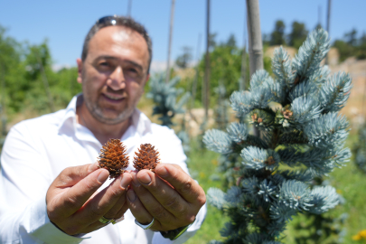 5 yıl öncesine kadar ithal ediliyordu, Türkiye ihracata başladı 