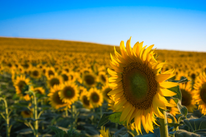 Ayçiçeği Tarlaları Görsel Şölen Oluşturdu