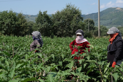 Bursa'da Patlıcanın Hasat Serüveni 