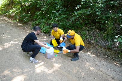 Kestanede verimini düşüren gal arılarına karşı topyekün mücadele