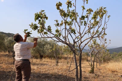 Kuraklık incir ağaçlarını kuruttu