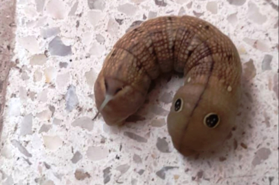 Oyuncak Değil 'Fil Şahin Güvesi'