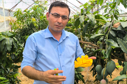 Alanya'da Mango Üretimi Her Geçen Yıl Artıyor!