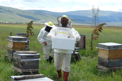 Avrupalıların İlgi Gösterdiği Arı Zehrinin Gramı 100 Dolar!