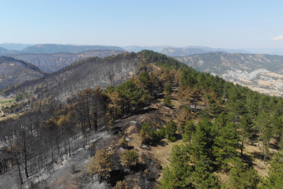 Fotoğraf tamamen gerçek! Yangın sonrası Bolu!