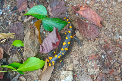 Nesli tehdit altında!