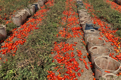 O belediye 25 ton domatesi vatandaşlara ücretsiz olarak dağıttı